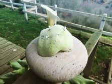 Pork - Bao